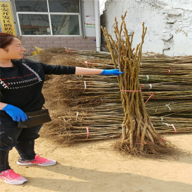 我想买薄皮核桃树苗；薄皮核桃树苗什么品种好；香玲核桃苗新品种