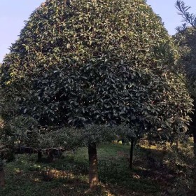 益阳桂花树基地 28公分桂花树批发价格