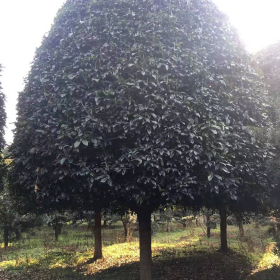 40公分桂花树价格 湖南桂花基地直销