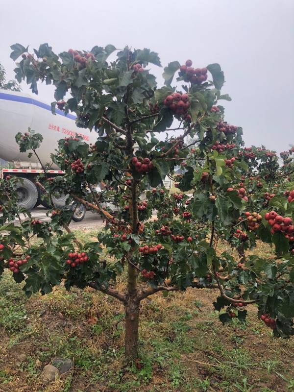 山楂樹基地詳情,盆景山楂樹哪裡有賣的