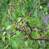 批發(fā)杜梨種子 精選水洗杜梨種子 發(fā)芽率高 價(jià)格低 量大