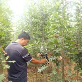 2公分北美紅橡，北美紅櫟，娜塔櫟，沼生櫟基地