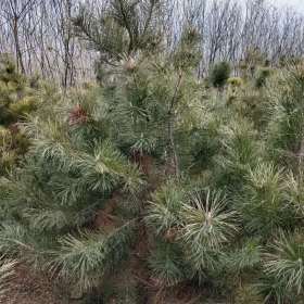 2米定植油松多少钱一棵？2米油松价格，2米油松多少钱一株？