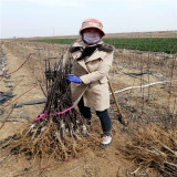 2021年望香紅蘋果苗紡錘形栽植技術(shù) 批發(fā)價(jià)格哪里便宜