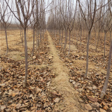 维纳斯苹果苗,一年苹果苗价格,山东2021年苹果苗价格