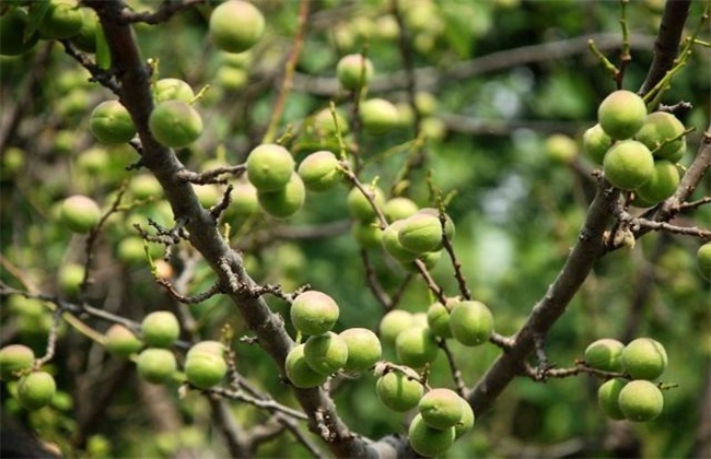 杏树花果期管理要点