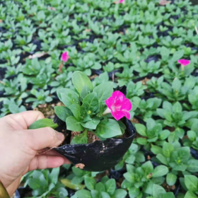 矮牵牛价格  福建牵牛花种植基地