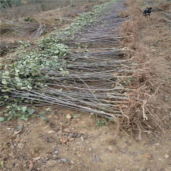 鲁丽苹果树