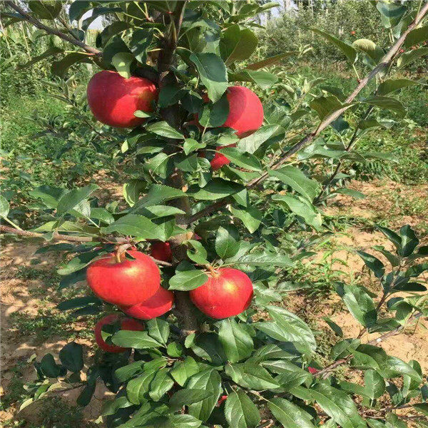 瑞香红苹果树