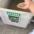 多年生黑麥草種子供應 多年生黑麥草種植方法及簡介