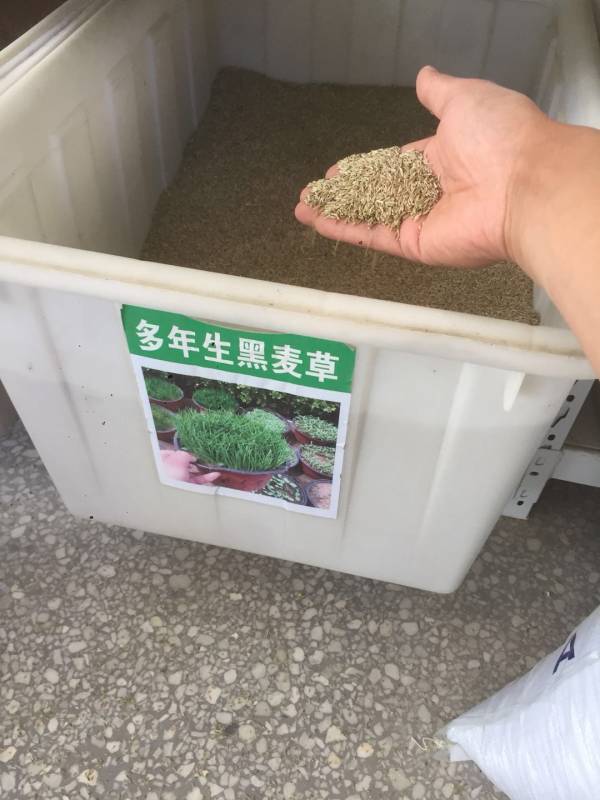 多年生黑麥草種子