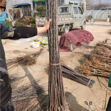 蘋果樹苗基地,蘋果樹接穗,蘋果樹苗多錢