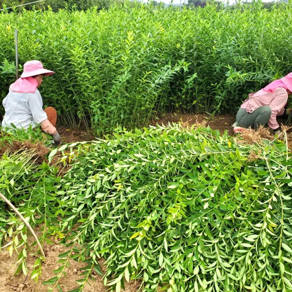 连翘9月份*新价格