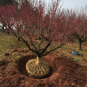 18公分紅梅 基地20公分紅梅多少錢一棵