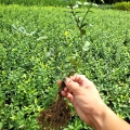 小葉扶芳藤江蘇基地 爬行扶芳藤常青植物供應(yīng)