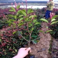 红叶石楠种植基地 红叶石楠中杯一棵多少钱？