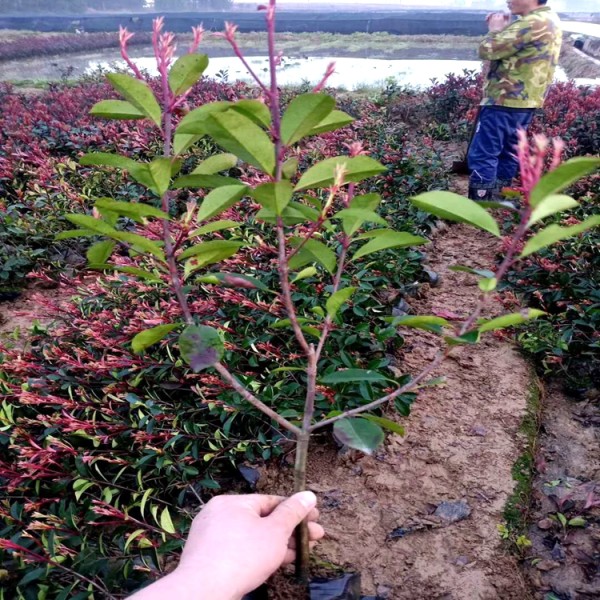 紅葉石楠