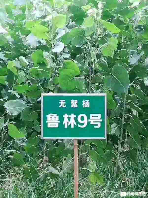 魯林9號無絮楊樹苗