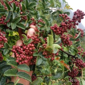 山西无刺花椒苗种植大户 1-2公分无刺花椒苗产地报价