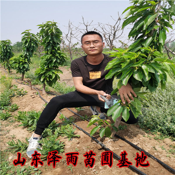 辉煌樱桃苗