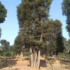 益阳香樟树基地 25公分多杆香樟树多少钱