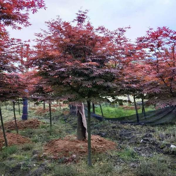 日本紅楓