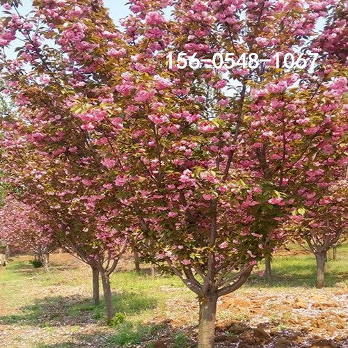 高杆樱花树