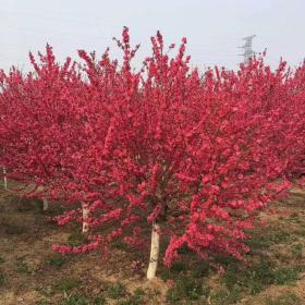 菊花碧桃產(chǎn)地直銷--價(jià)格低質(zhì)量好