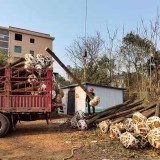 湖南香樟树基地批发 8公分移植香樟树成活率高不高