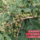 山西药用连翘苗种植基地  30公分-1米连翘苗批发