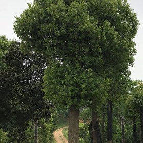 骨架香樟 移植香樟 湖北香樟基地