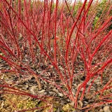 沭陽(yáng)紅瑞木價(jià)格，紅瑞木80公分高，紅瑞木基地，紅瑞木圖片