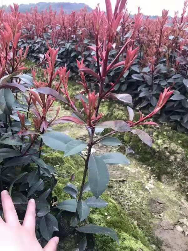 紅葉石楠