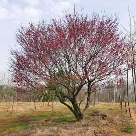 30公分紅梅 嫁接紅梅 原生紅梅基地  朱砂梅