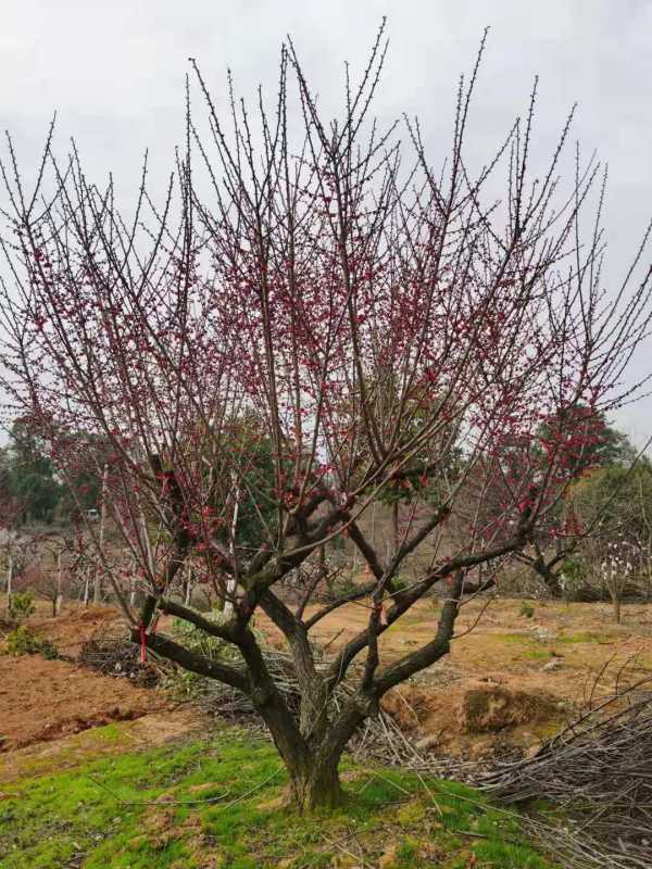 红梅嫁接 骨里红