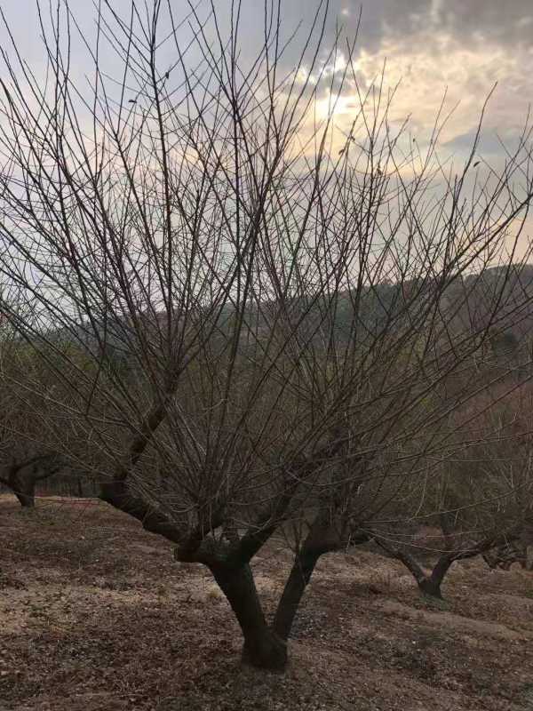 红梅 梅花 供应