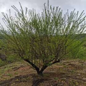 红梅 梅花 果梅 白梅  青梅 宫粉梅基地