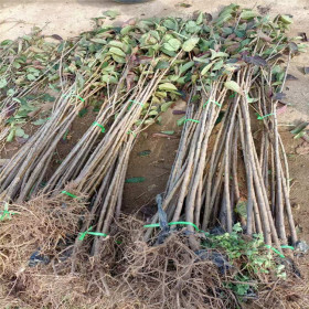 哪里有苹果苗 哪里有苹果树苗 苹果苗哪个品种好多少钱一棵