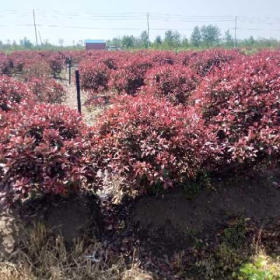 沭陽紅葉石楠球 基地1米紅葉石楠球多少錢一棵