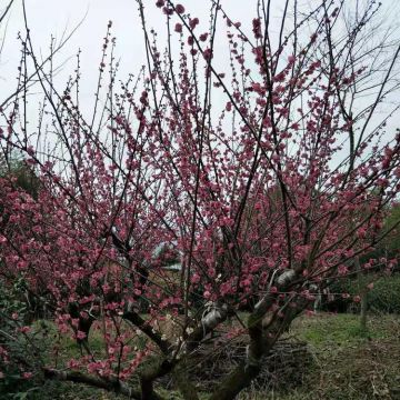 骨里紅梅