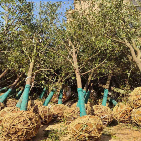 湖南益阳全冠香樟基地 香樟种植前景 8公分香樟