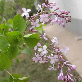 暴馬丁香種子 精選種子 發(fā)芽率高 廠(chǎng)家直銷(xiāo)