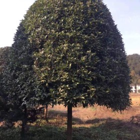 湖南桂花树种植前景 8公分桂花树批发价格