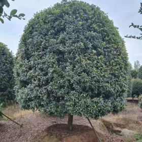 10公分桂花树 湖南桂花树种植前景 桂花树批发价格