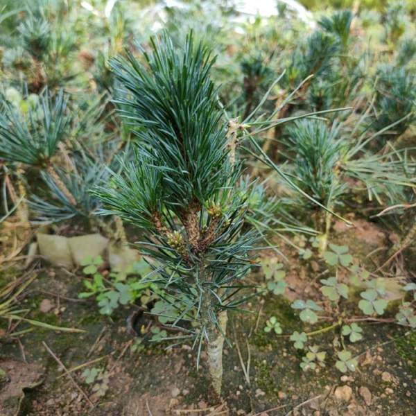 新之圣苗木种植基地五针松小苗出售景观松树