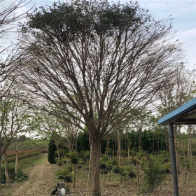 流苏树绿化工程苗木--园林基地直发