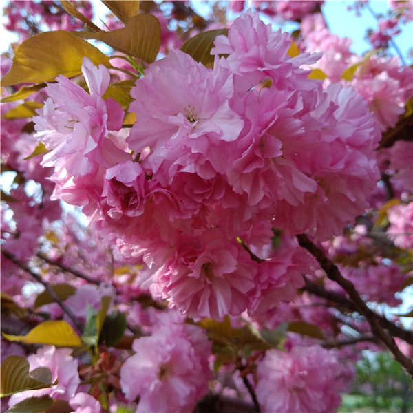 樱花树