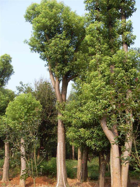 湖南多杆香樟树