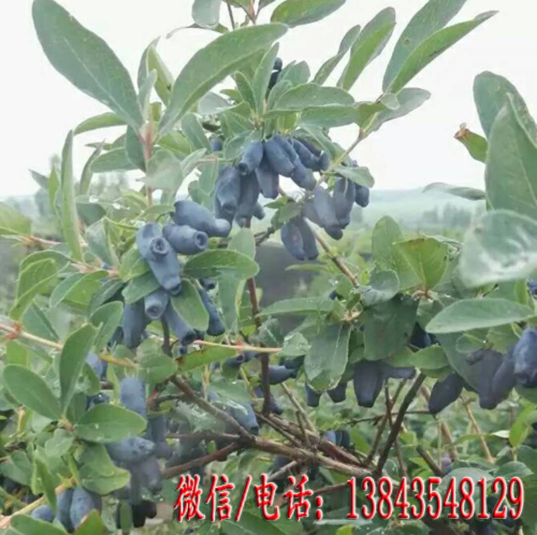 藍靛果苗蓓蕾苗-蓓蕾藍靛果苗--蓓蕾藍靛果樹苗-蓓蕾藍靛果忍冬苗-耐寒果樹苗-山茄子苗12