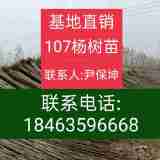 107楊樹苗\\魯林9號(hào)無(wú)絮楊樹苗